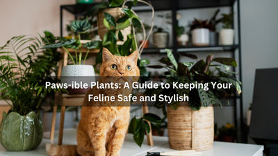 Paws-ible Plants: A Guide to Keeping Your Feline Safe and Stylish