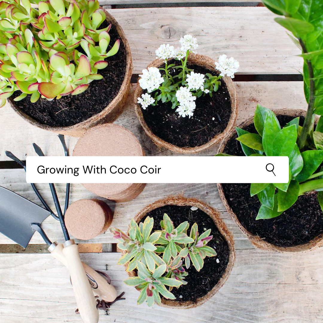 GROW PLANTS FASTER USING COCO COIR POTS & AIR PRUNING PRINCIPLE