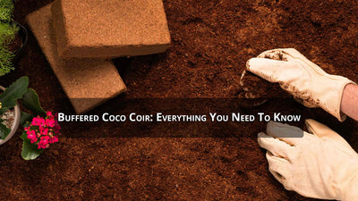 Buffered Coco Coir: Everything You Need to Know