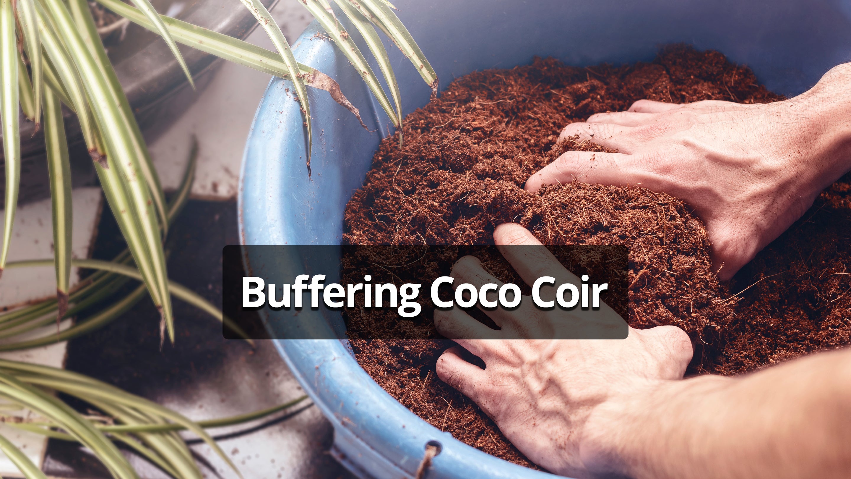 Buffering Coco Coir – Plantonix
