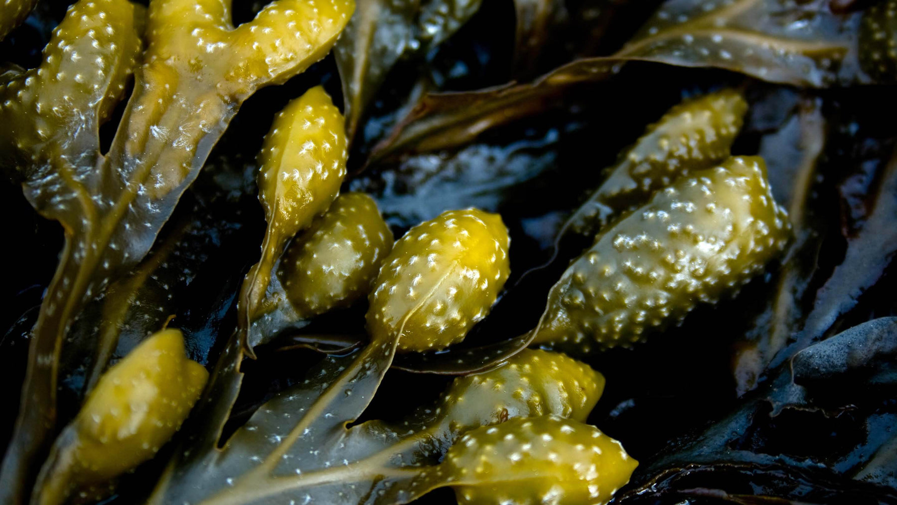 Close up detail photo of ascophyllum nodosum seaweed.