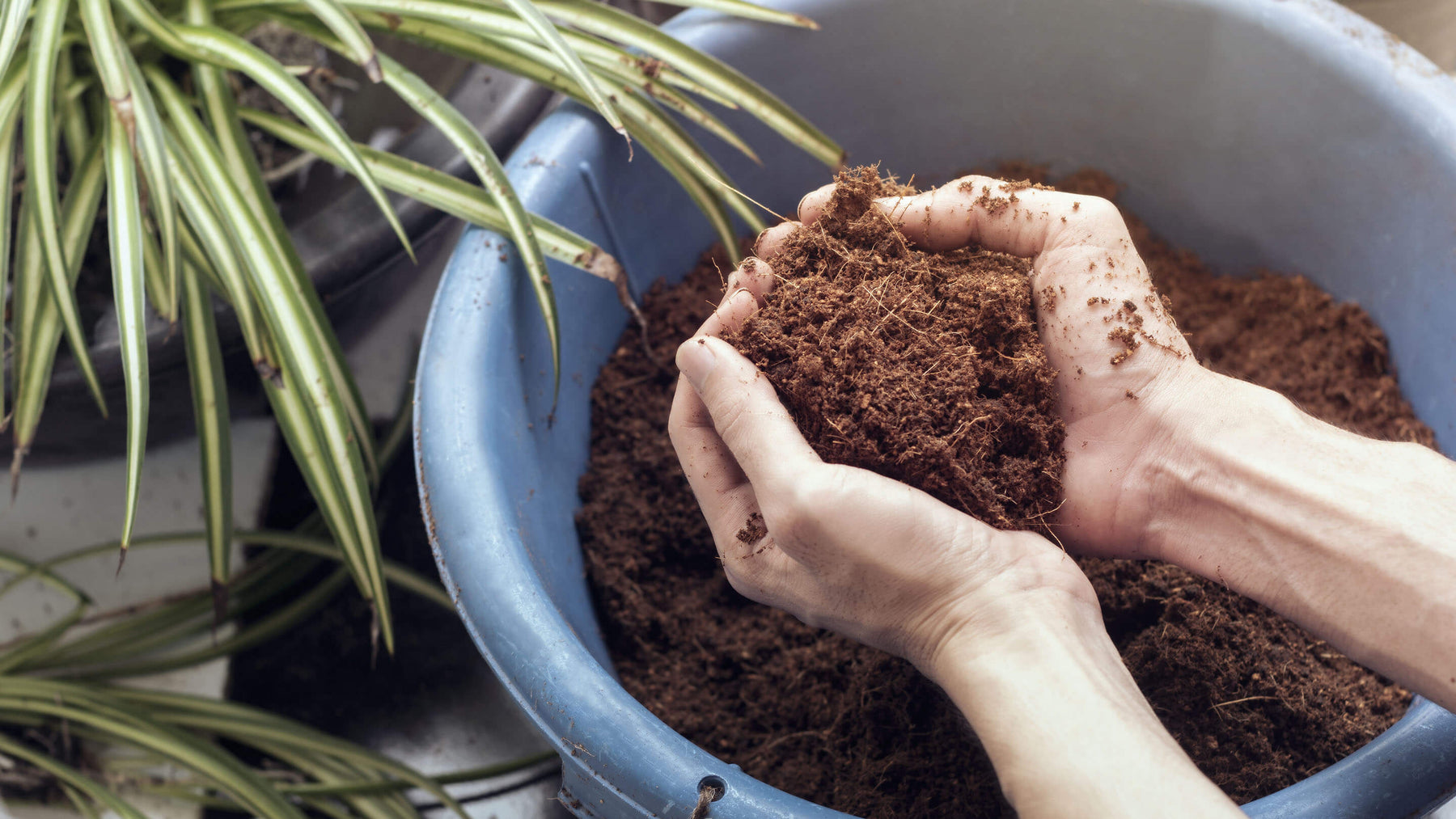 Close up of male hands holding coco coir over blue pot.