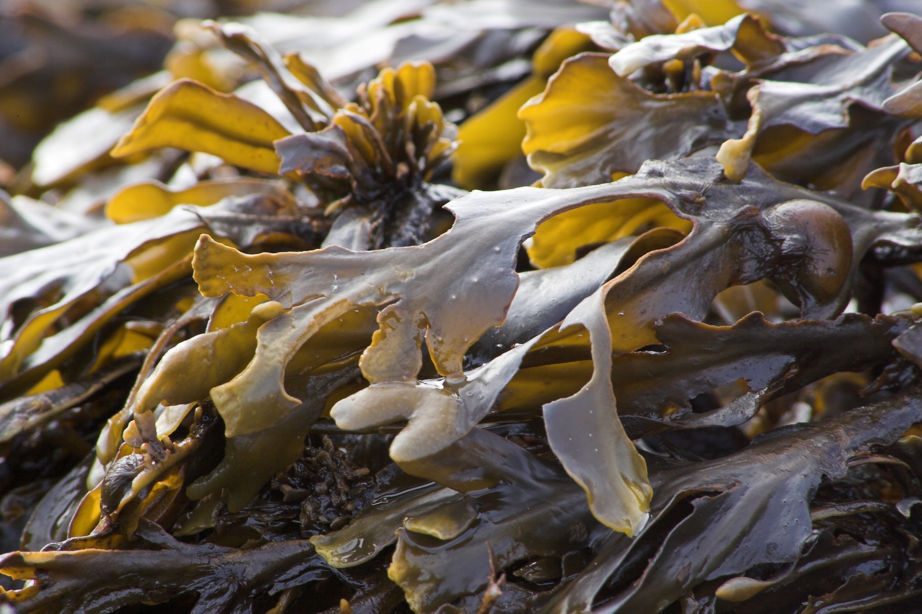 Close up of Ascophyllum Nodosum brown seaweed leaves.