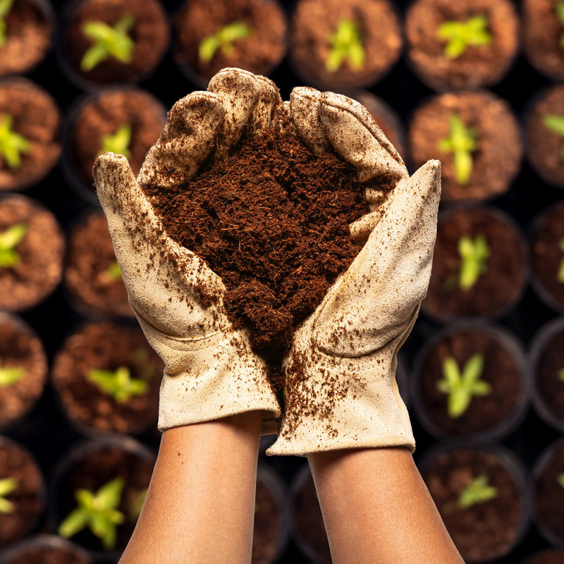 Two cupped hands are holding loose coco coir. The hands are wearing tan gardening gloves. Underneath the hands are rows of potted plants.