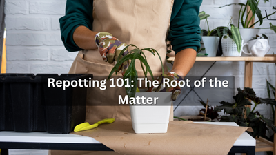 Repotting Plants 101: The Root of the Matter