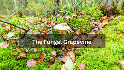 The Fungal Grapevine