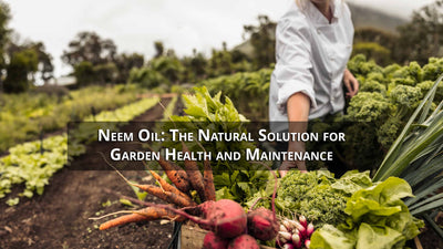 Neem Oil: The Natural Solution for Garden Health and Maintenance