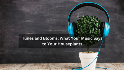 Tunes and Blooms: What your music says to your houseplants!