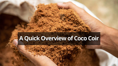 A Quick Overview Of Coco Coir