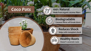 Plantonix Coco Bliss coco pots are; 100% natural, biodegradable, help reduce transplant shock, and promote healthy roots