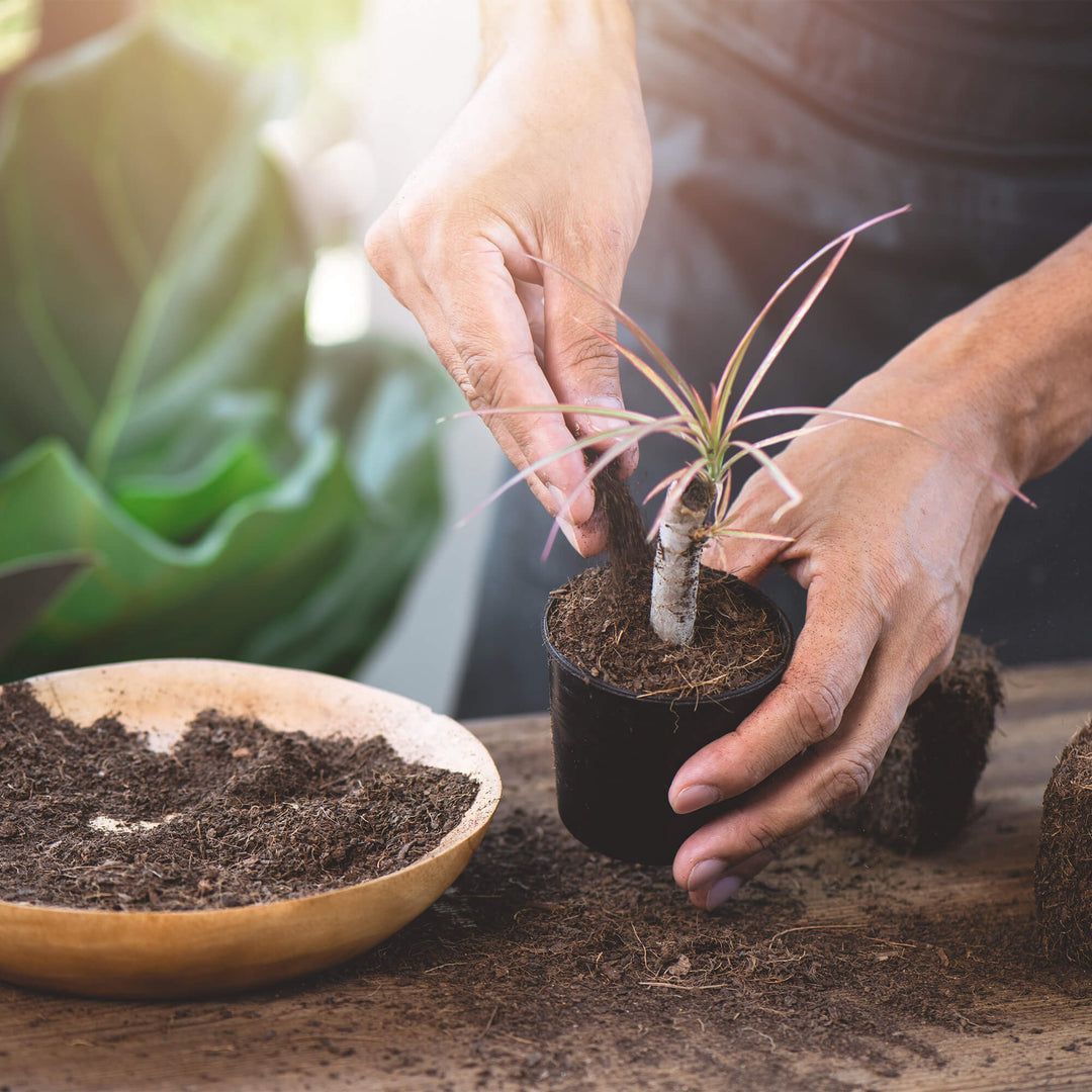 Coco Bliss - Organic Coco Coir Pith – Plantonix