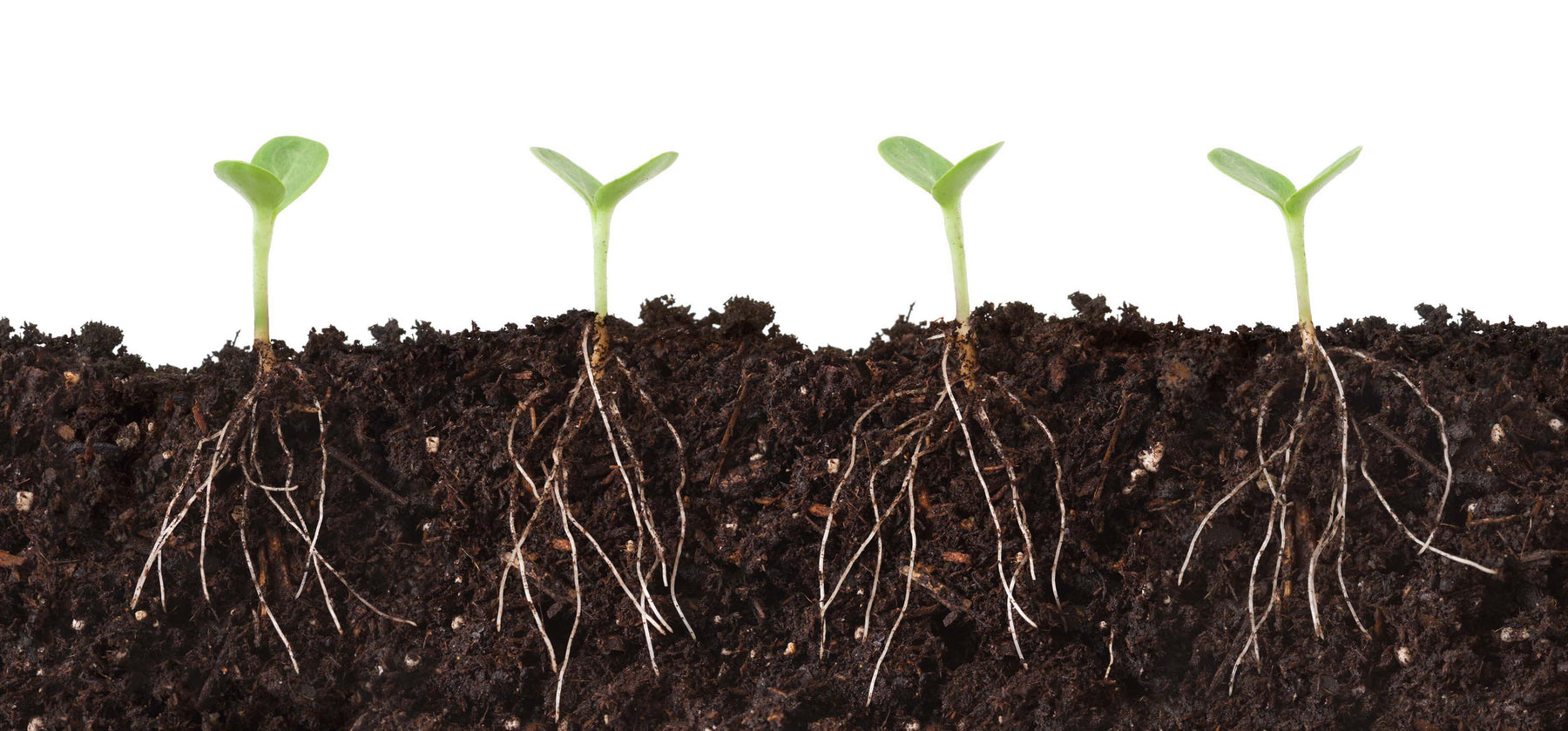 Cut away side view of seedlings and their roots.