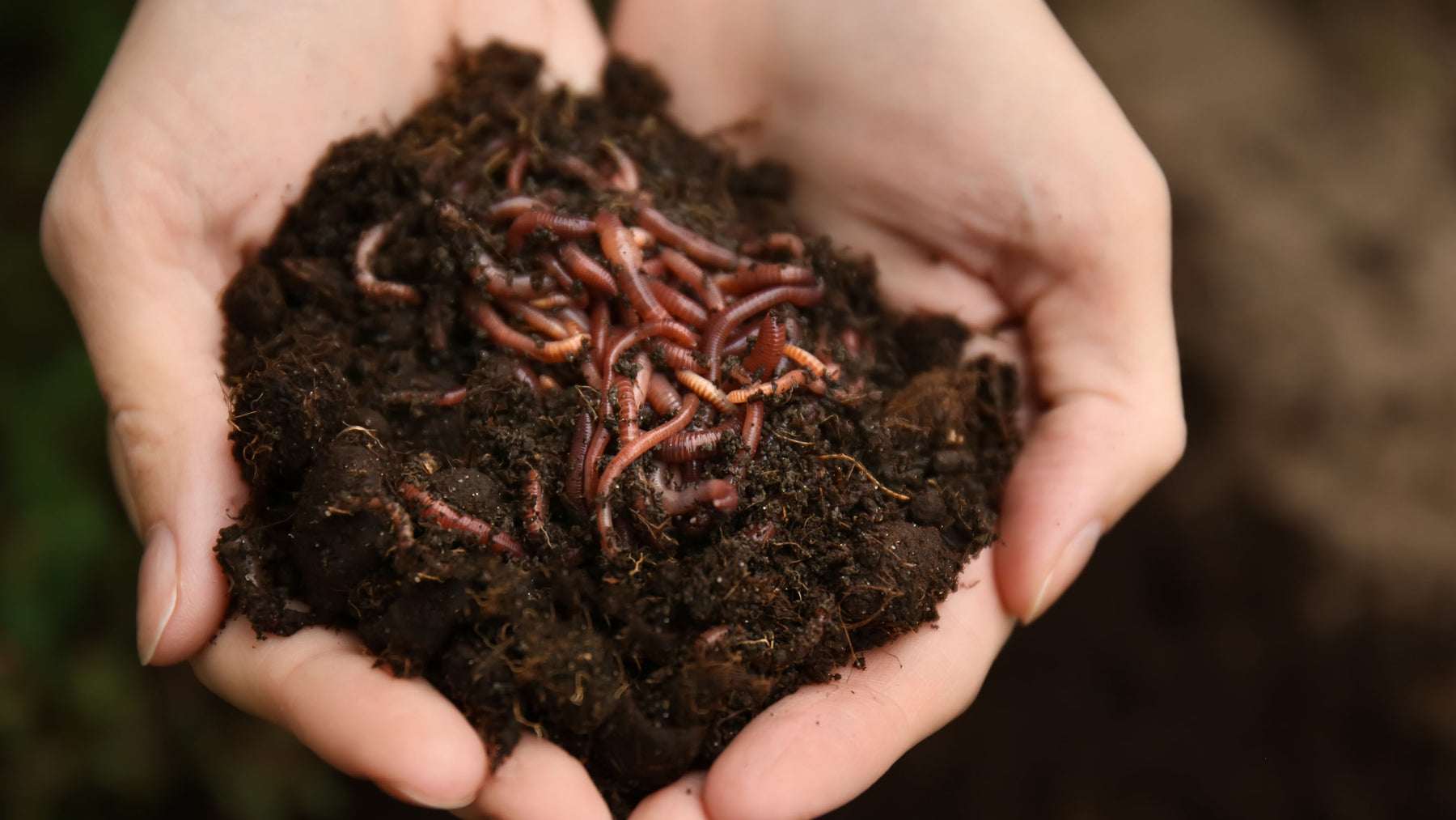 Hands holding worm castings with worms.