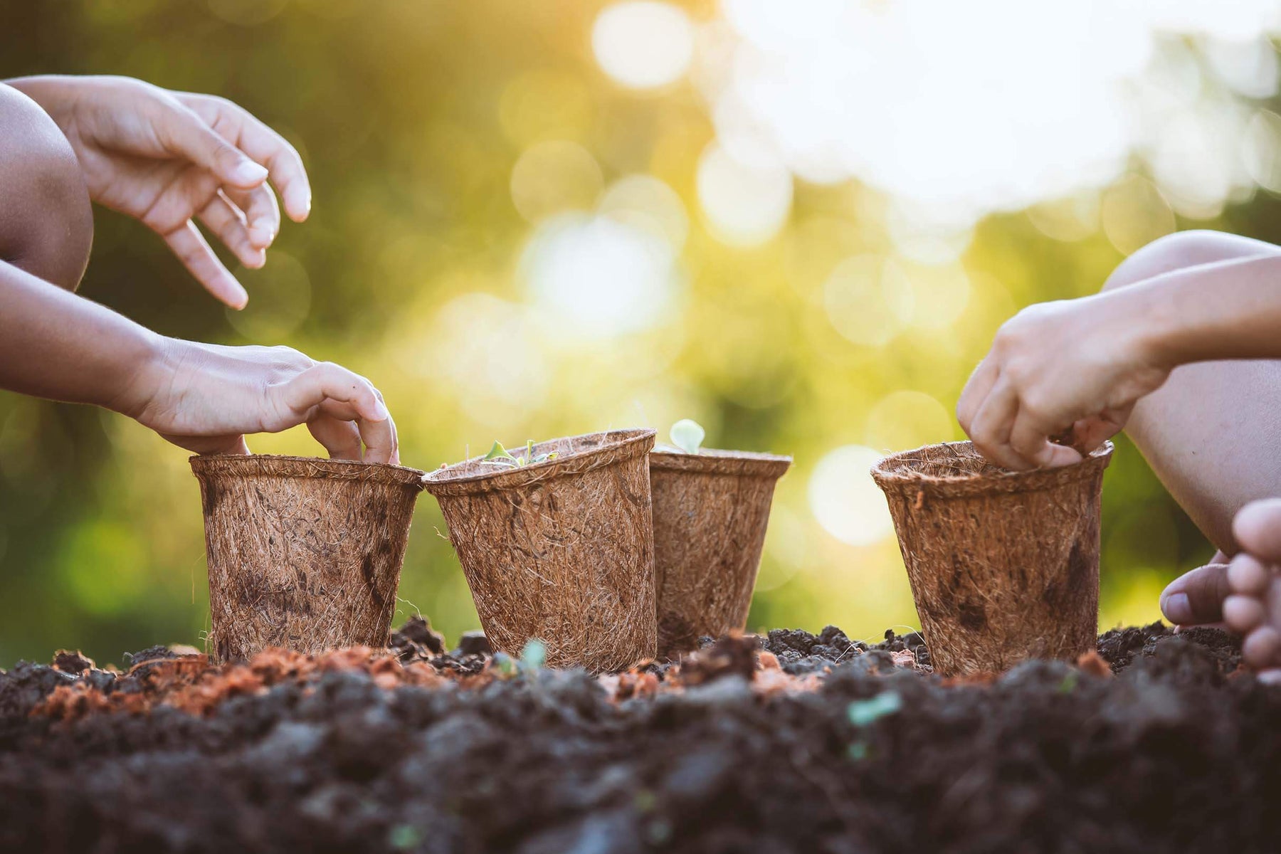 Two people planting in coco coir pots