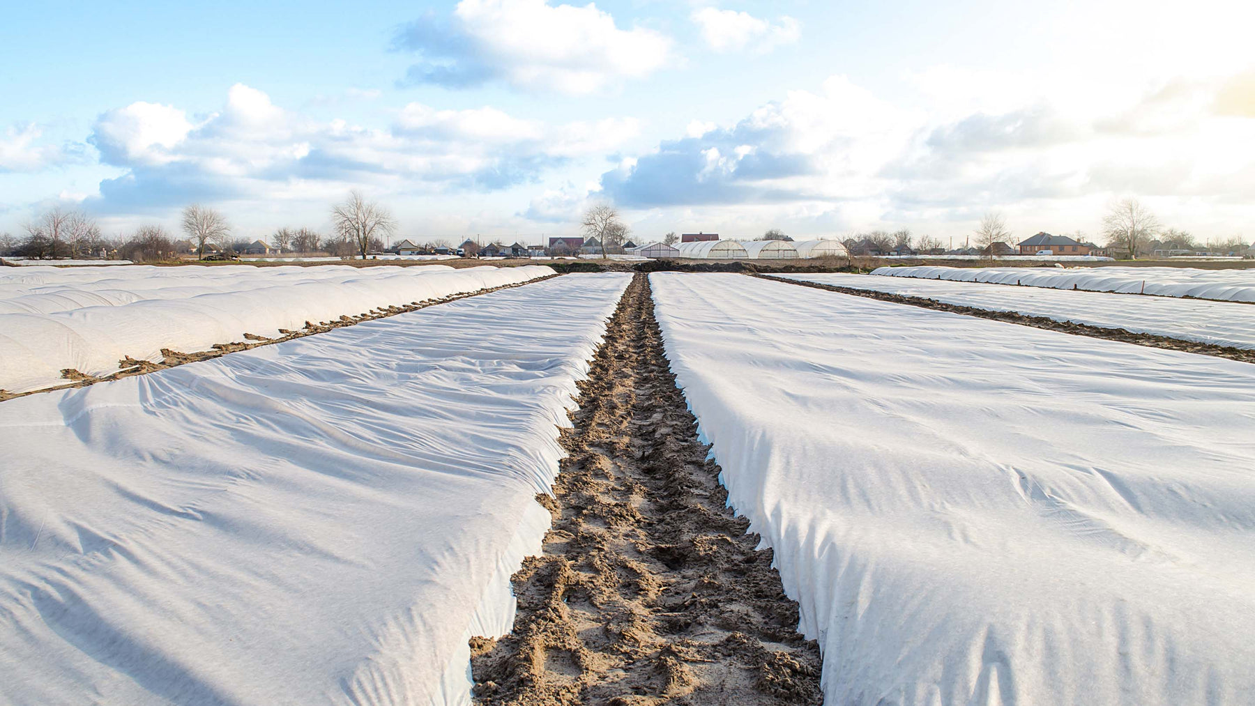 Agribon landscape frost protection fabric over a field of potatoes with clouds in a blue sky.