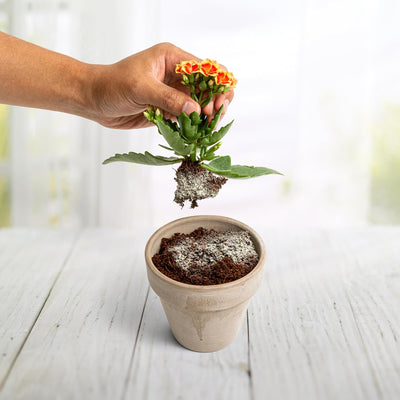  A hand is pulling a flower out of a pot. Granular myco powder is visible on the roots and on top of the soil.