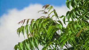 Neem tree with a blue sky background with clouds.