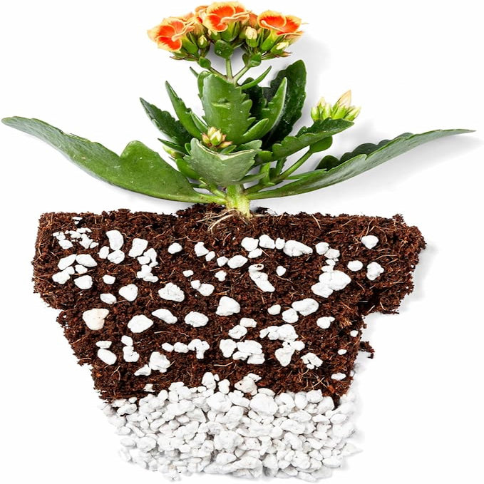 succulents in perlite Organic Perlite Bliss Horticultural Soil Amendment For Healthy Plants 16 Quarts