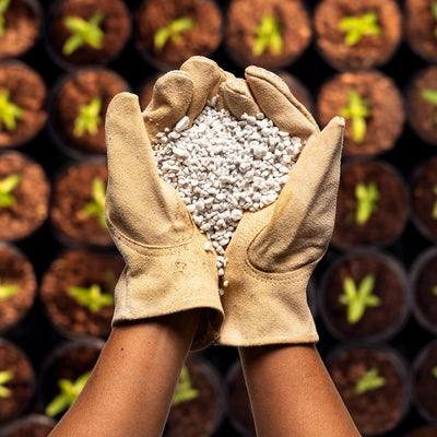 A pair of cupped hands wearing garden gloves and holding a loose pile of perlite above rows of potted plants. 