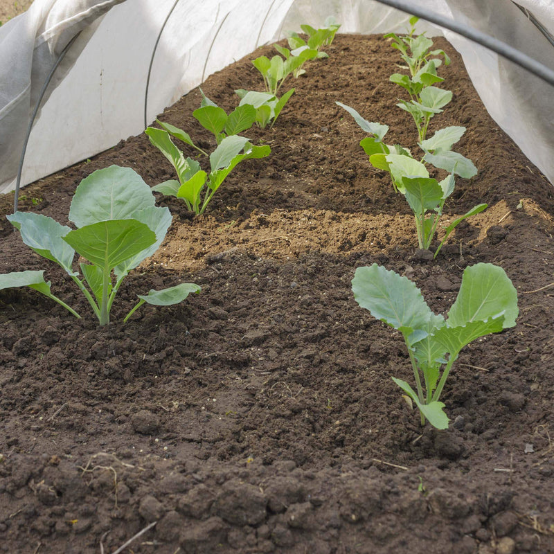 Agribon landscape fabric for frost protection over cabbage.