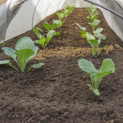 Agribon landscape frost protection fabric covering a small row of cabbage.