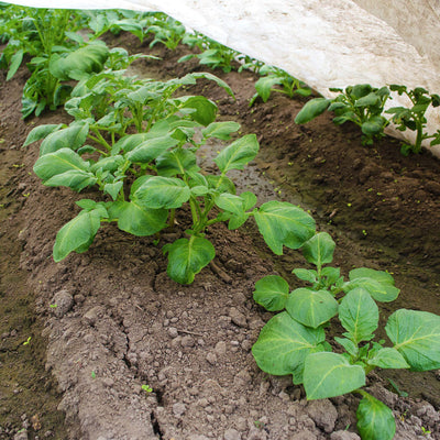 Agribon landscape fabric for frost protection over potatoes, close up.