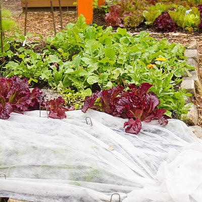 Agribon landscape frost protection fabric on a salad garden.