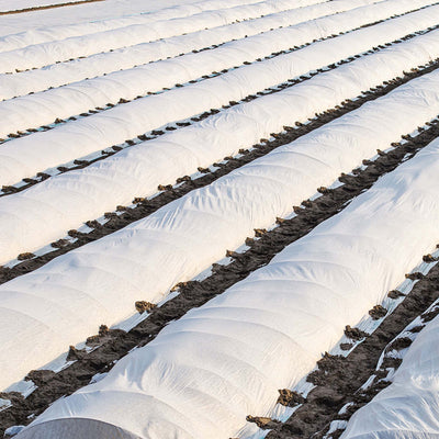Agribon landscape frost protection fabric covering a small field of potatoes.