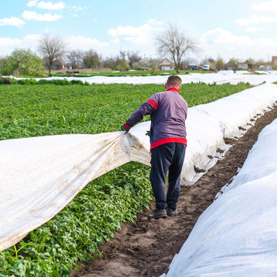 Man pulling Agribon landscape frost protection fabric over a row of potatoes.