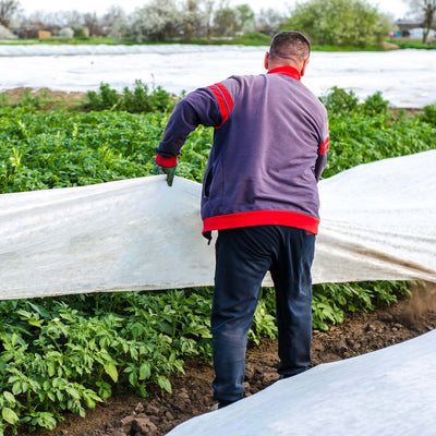 Close up of a man pulling Agribon landscape frost protection fabric over a row of potatoes.