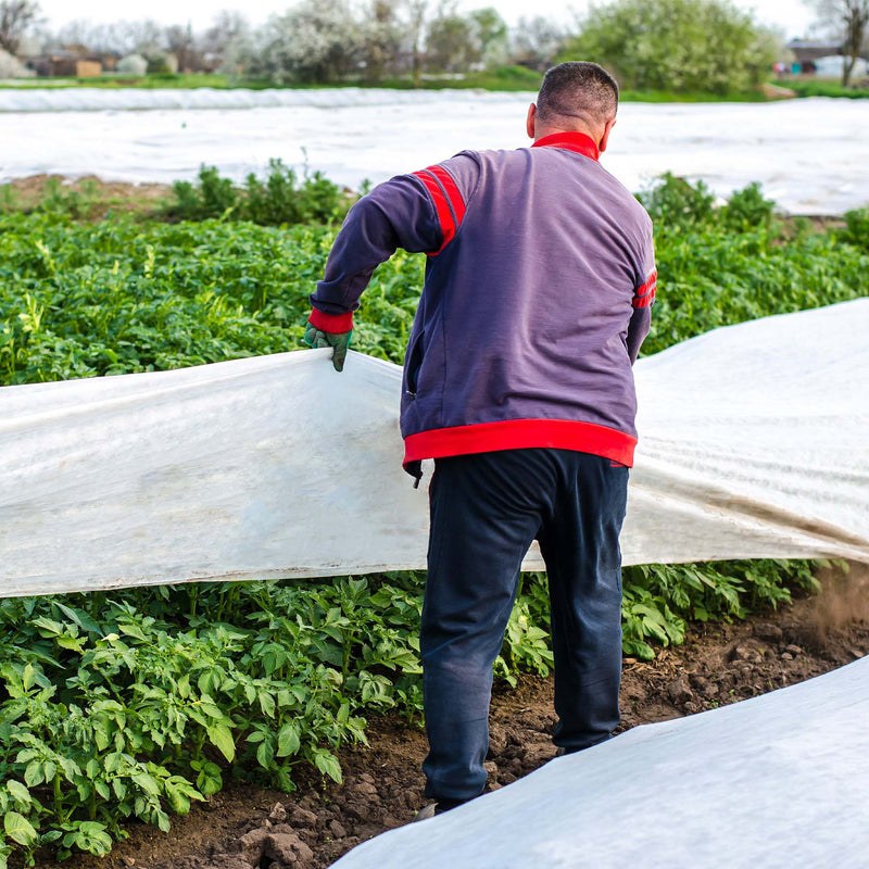 Close up of a man putting Agribon landscape frost protection fabric over a roll of potatoes.