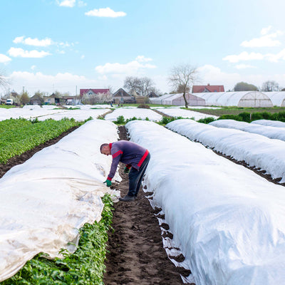 Man weighing down Agribon landscape frost protection fabric with dirt on a small row of potatoes.
