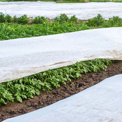 Agribon landscape frost protection fabric over a small row of potatoes.